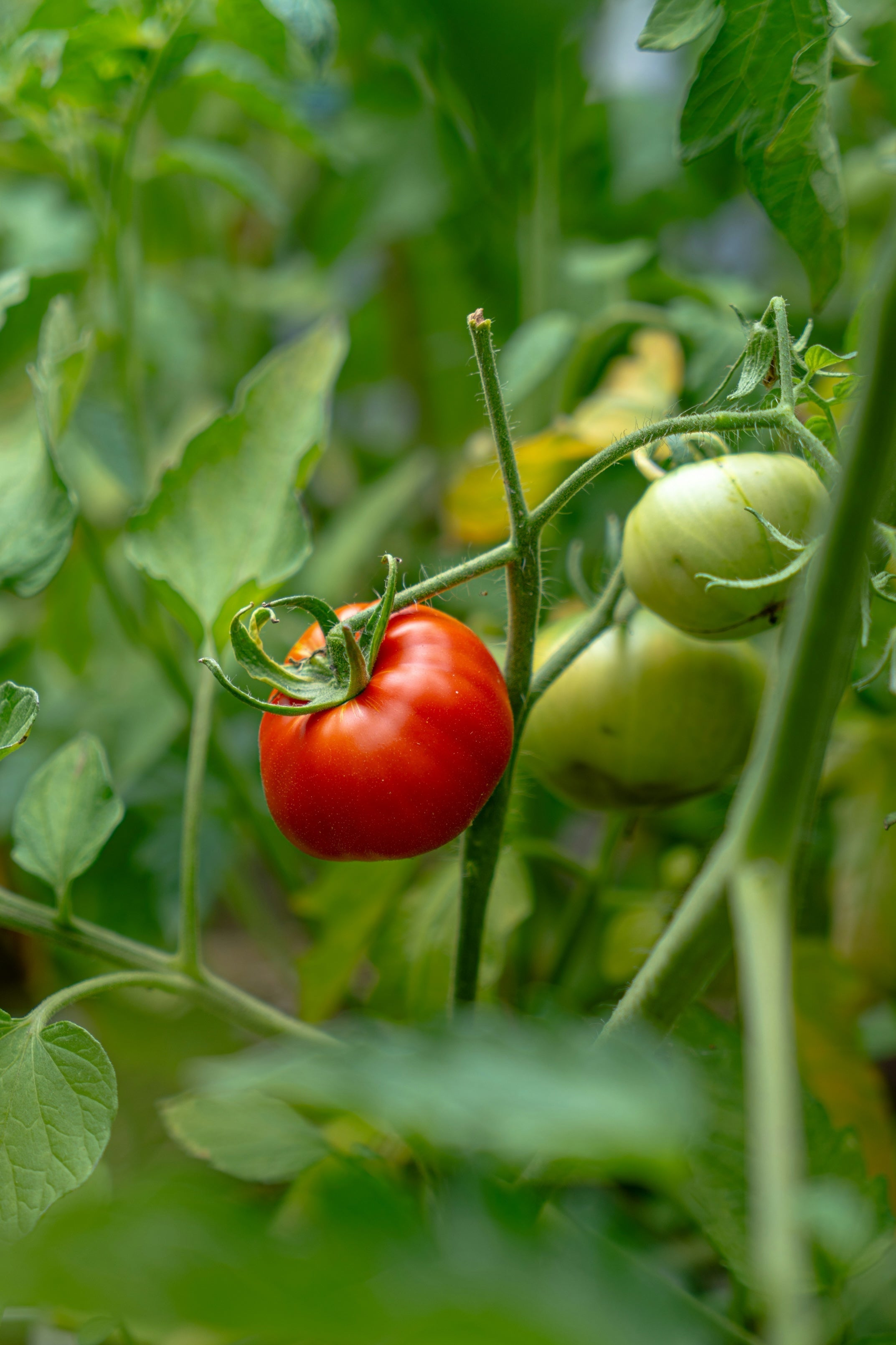 How Antioxidant Supplements Enhance Skin Health & Deal With Pigmentati – Crystal Tomato